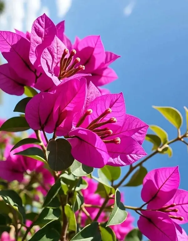 Pink_kagaj_full_plants