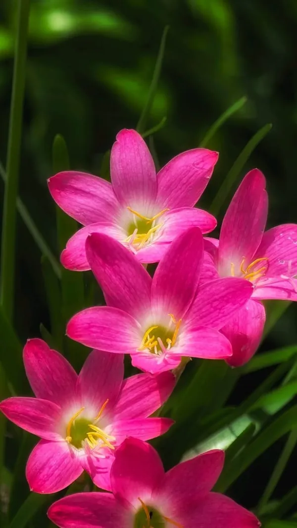 Pink_rain_lily,_flower