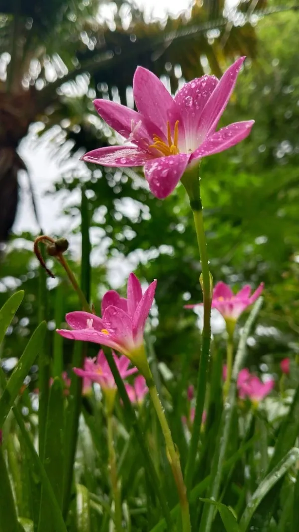 Pink_rain_lily,_flower