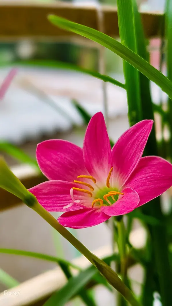 Pink_rain_lily,_flower