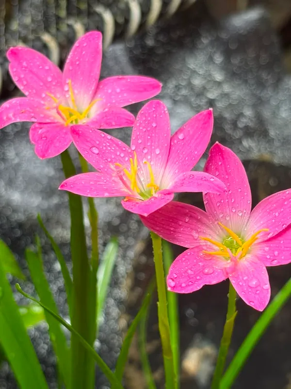Pink_rain_lily,_flower