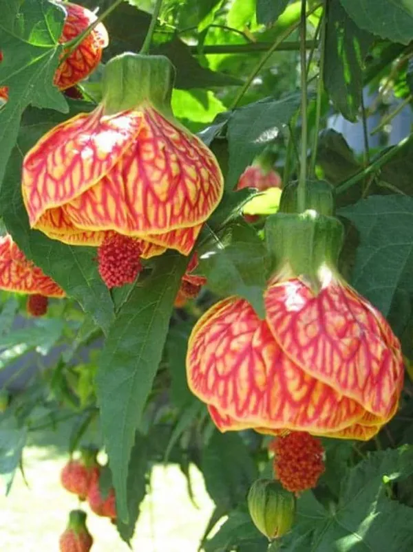 Red_Lantern_Hibiscus