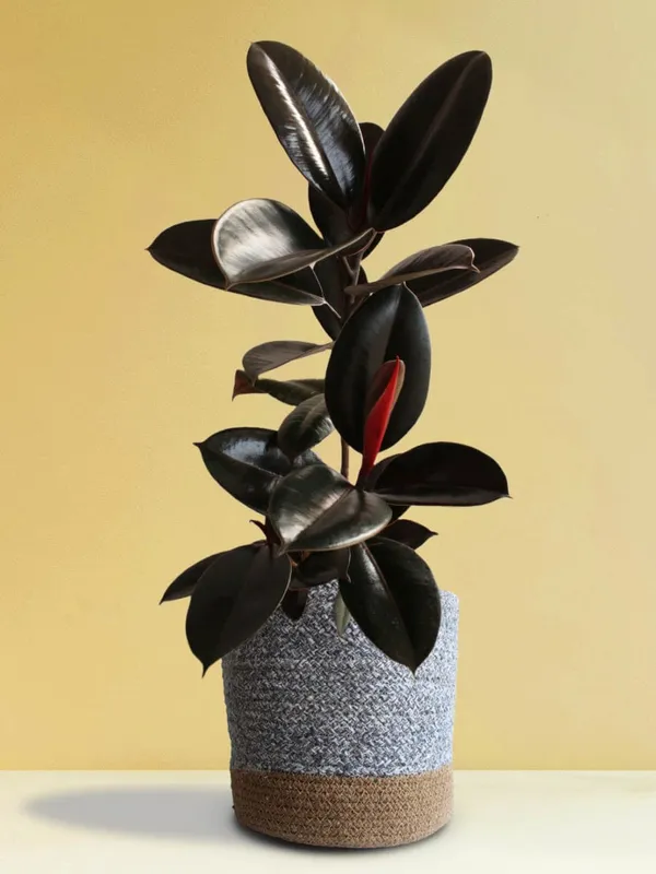 Rubber_Plant