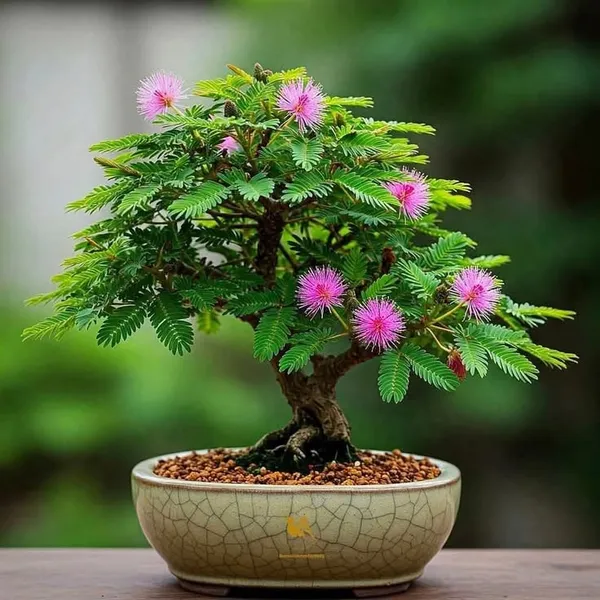 Shami_Plant
