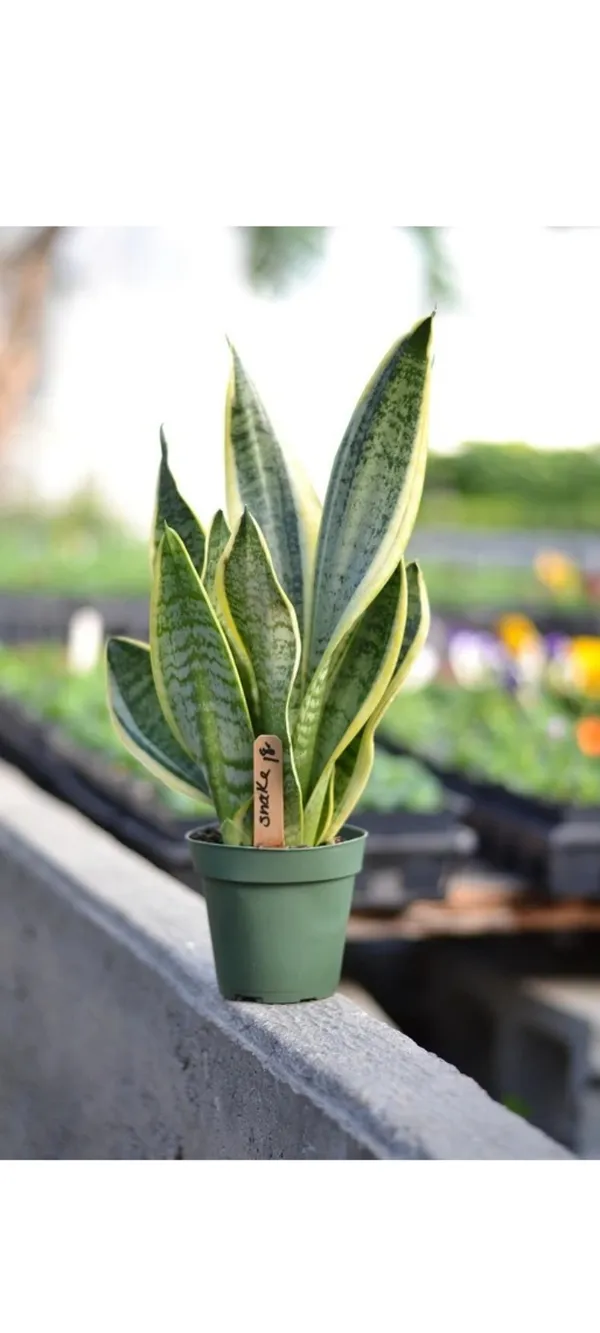 Snake_Plant