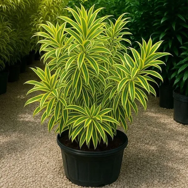 Song_of_india_plant