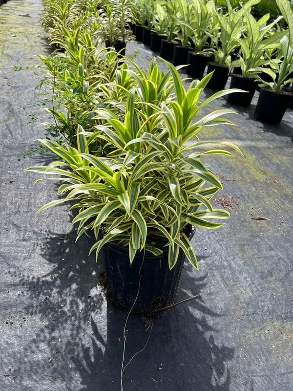 Song_of_india_plant