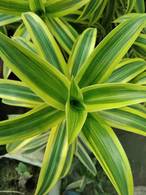 Song_of_india_plant
