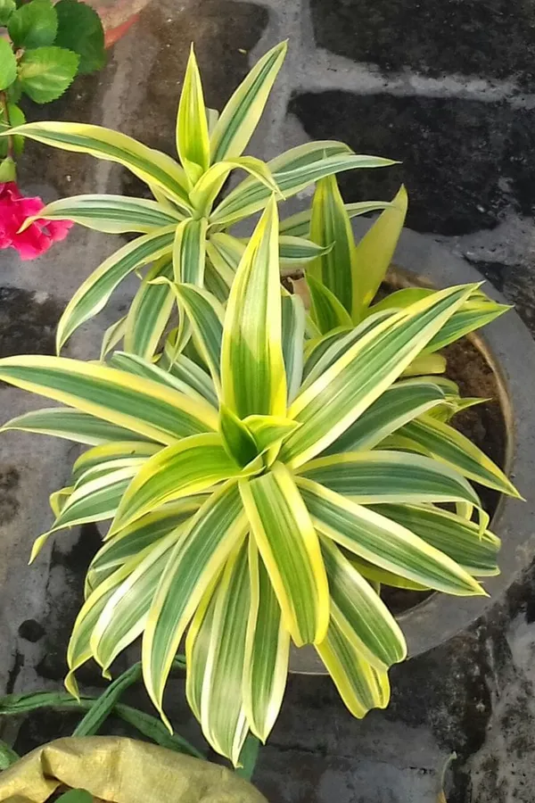 Song_of_india_plant