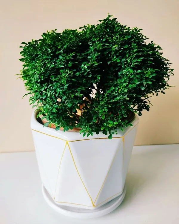 Table_kamini_plant