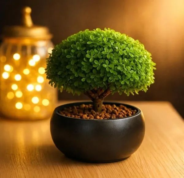 Table_kamini_plant