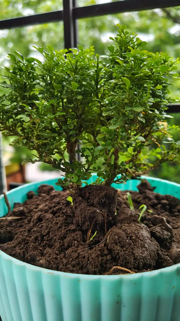 Table_kamini_plant