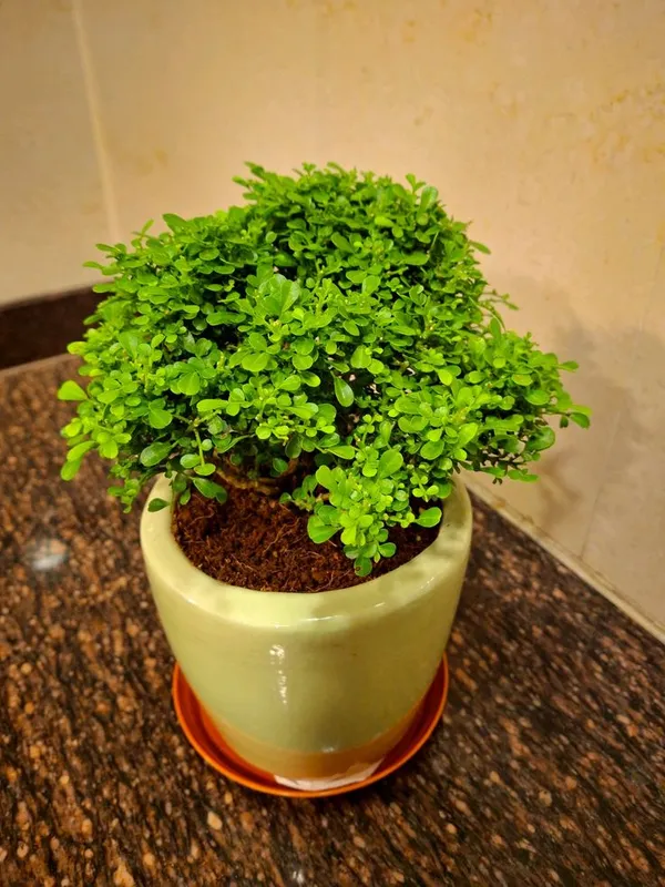 Table_kamini_plant