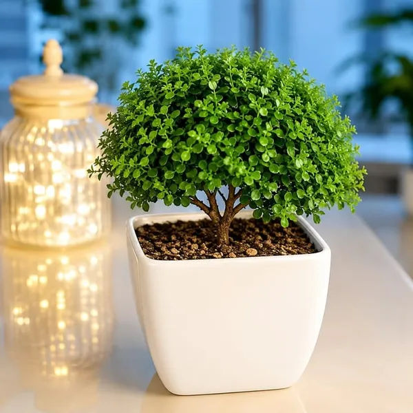 Table_kamini_plant