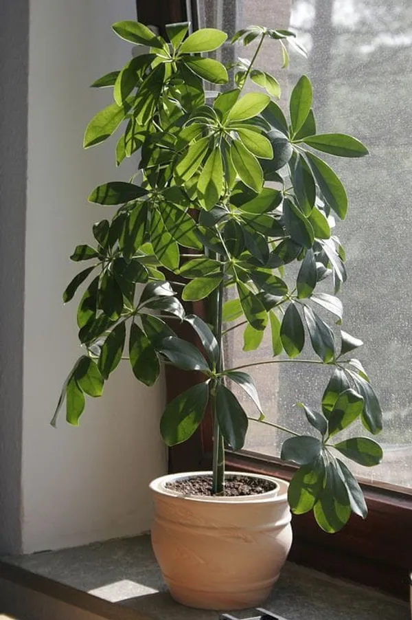 Variegated_scheffiera_plant
