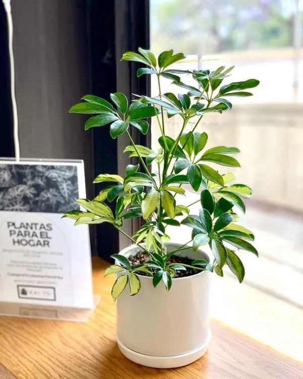 Variegated_scheffiera_plant