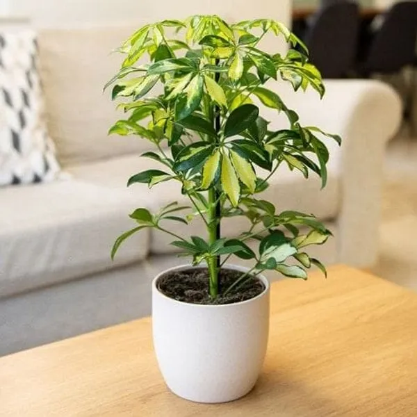 Variegated_scheffiera_plant