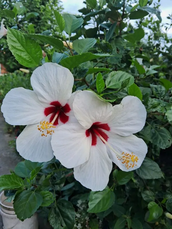 White_Hibiscus_plant