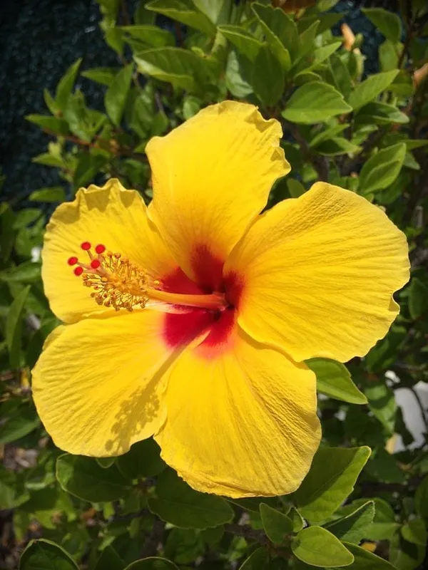 Yellow_hibiscus_flowers_plant