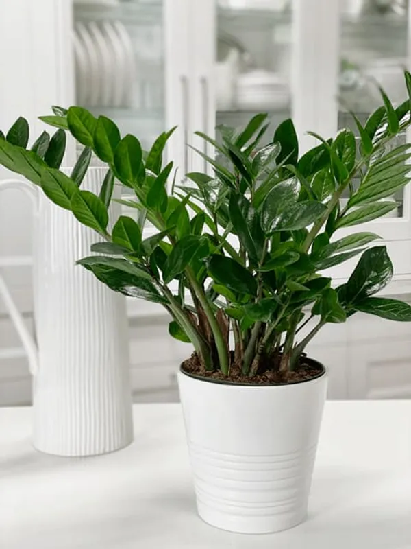ZZ_Plant