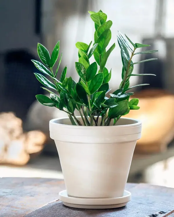 ZZ_Plant