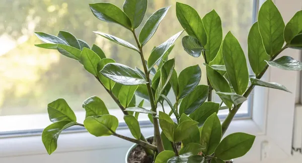 ZZ_Plant