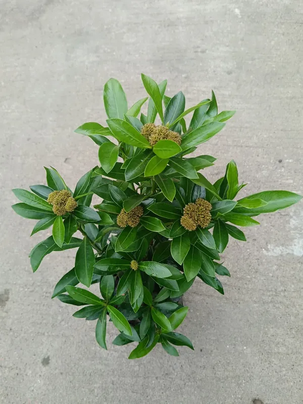 yellow_rangan_Plant