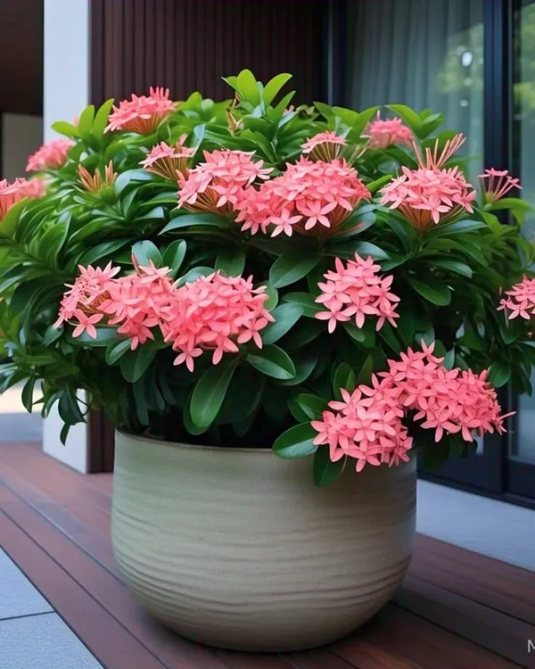 yellow_rangan_Plant