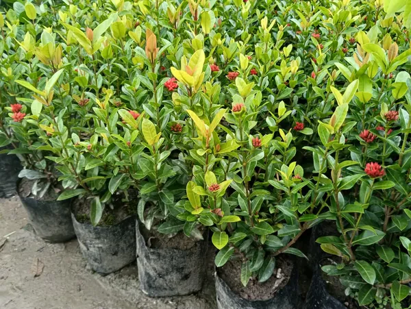 yellow_rangan_Plant