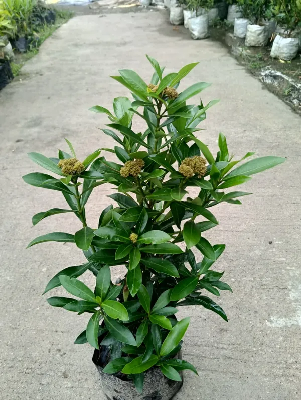 yellow_rangan_Plant