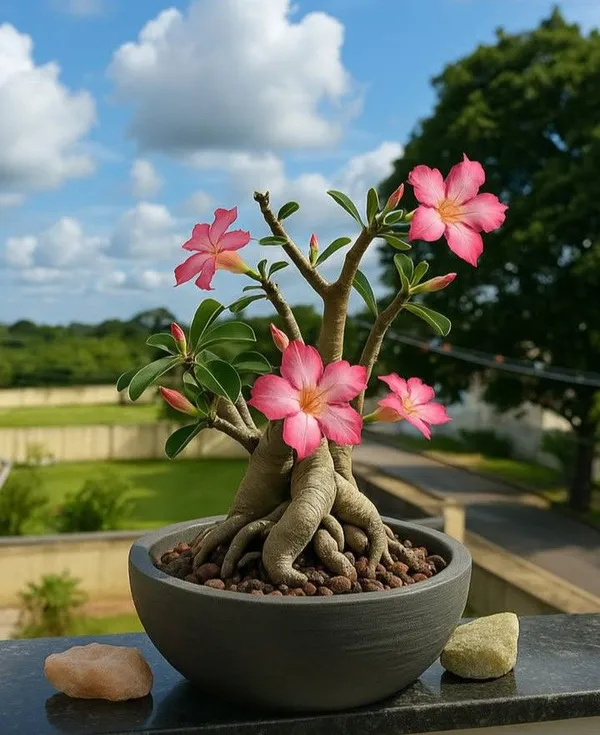 pink_Adenium_flower_plant