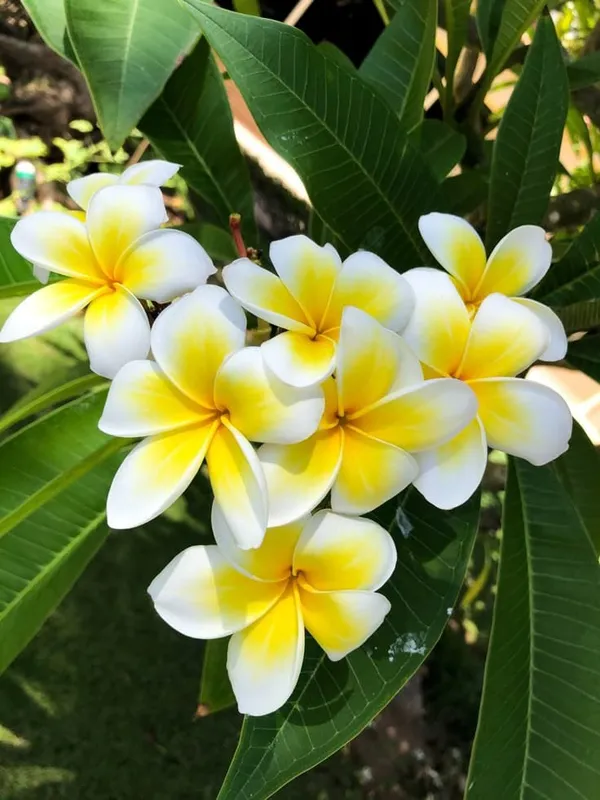 yellow_cut_Chempa_plant
