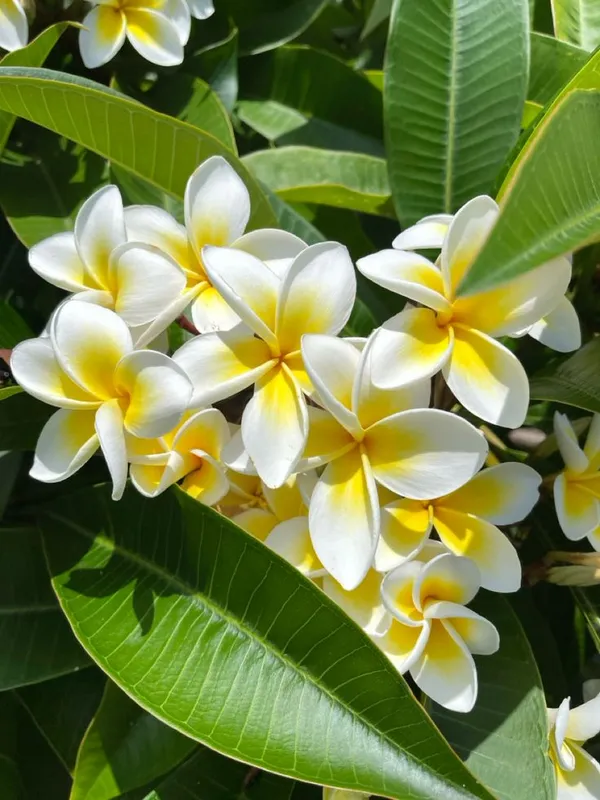 yellow_cut_Chempa_plant