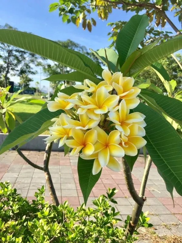 yellow_cut_Chempa_plant