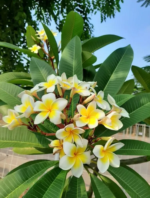 yellow_cut_Chempa_plant