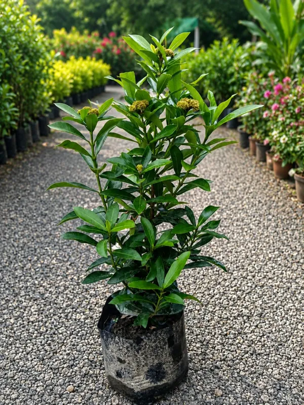 yellow_rangan_Plant
