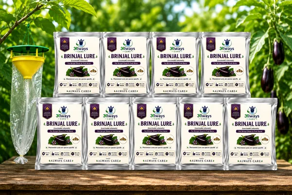 Always_Care_Brinjal_Trap_