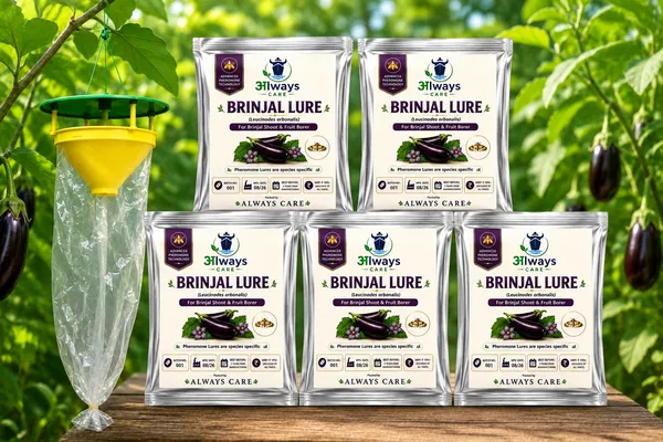 Always_Care_Brinjal_Trap_