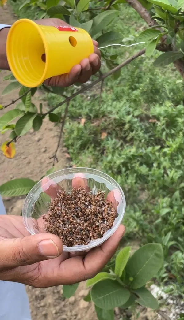Always_Care_Fruit_Fly_Trap_With_Pheromone_Lure_Pack_Of_5