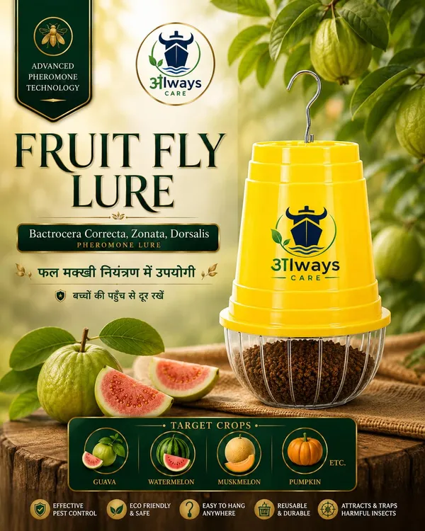 Always_Care_Fruit_Fly_Trap_With_Pheromone_Lure_Pack_Of_5