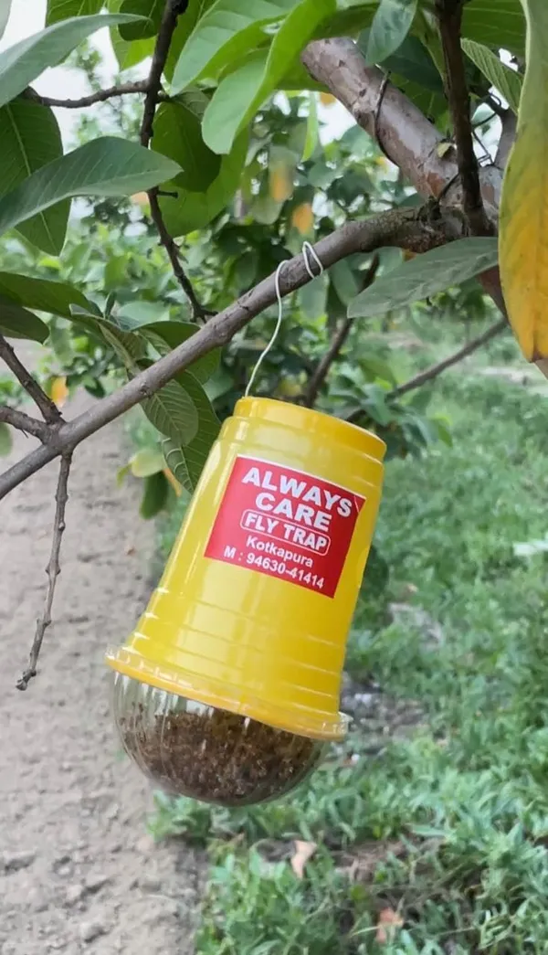 Always_Care_Fruit_Fly_Pheromone_Lure_Pack_Of_10