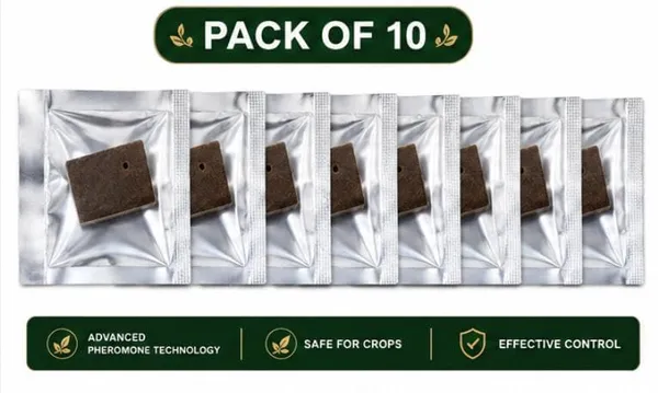 Always_Care_Fruit_Fly_Pheromone_Lure_Pack_Of_10