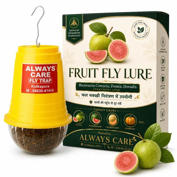 Always_Care_Fruit_Fly_Pheromone_Lure_Pack_Of_10