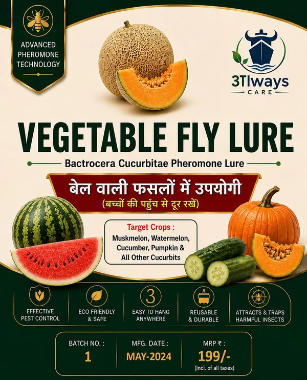 Always_Care_Bactrocera_Cucurbitae_Vegetable_Fly_Trap_With_Lure_Pack_Of_5