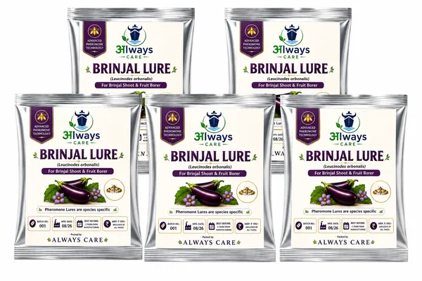 Always_Care_Brinjal_Trap_