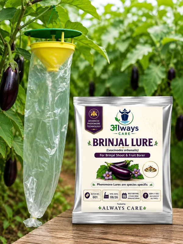 Always_Care_Brinjal_Trap_