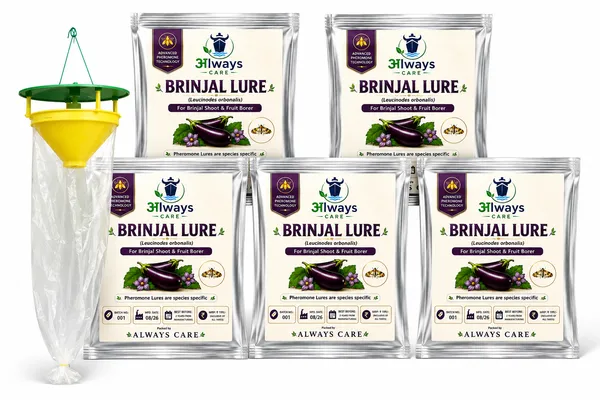 Always_Care_Brinjal_Trap_