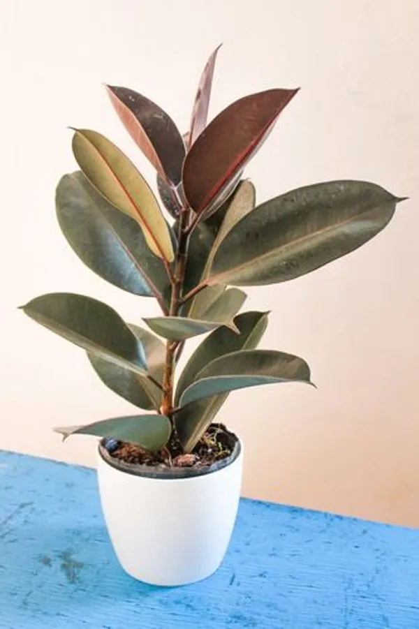 Green_Rubber_Plant_in_White_Pot