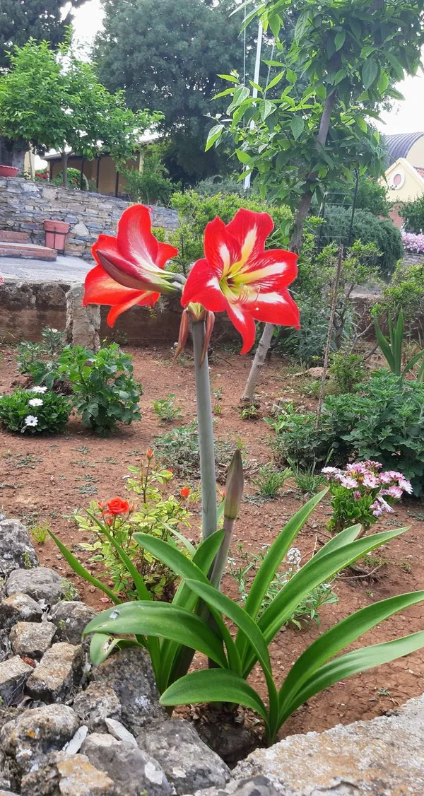 Red_And_Orange_Amaryllis_Flowering_Plant