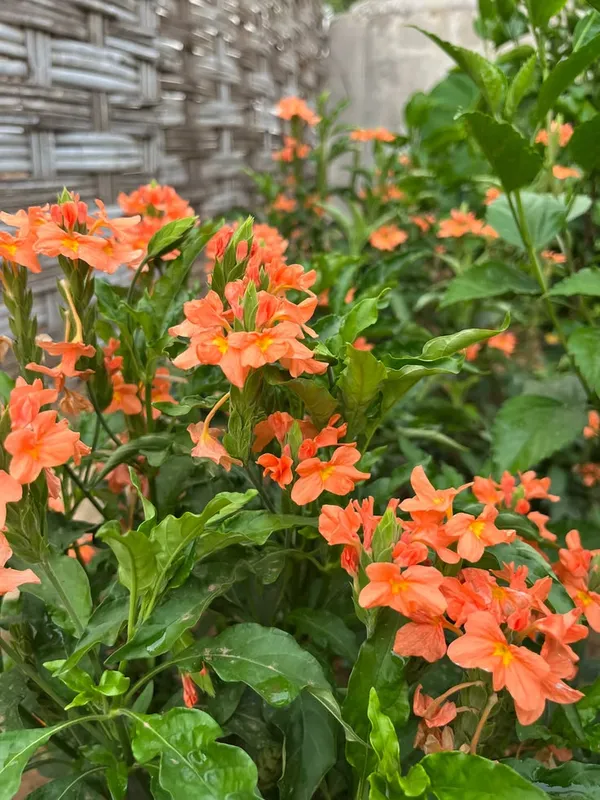 Orange_Flowering_Live_Plant